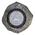 Wendy s Nutty Cheeses - MT. ST. Helens Cheese ,6oz Sale