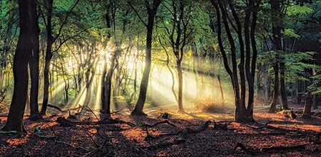 MPP687A - Sun Rays in the Forest II - 36x12 Online Hot Sale