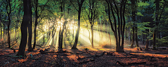 MPP687A - Sun Rays in the Forest II - 36x12 Online Hot Sale