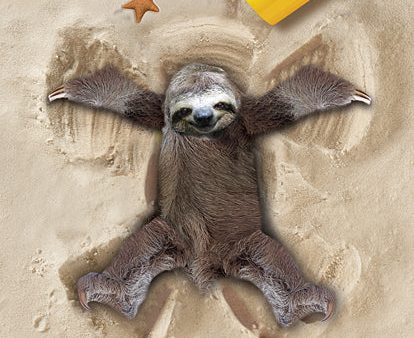 JGS456 - Sand Angel Sloth - 12x16 Online Hot Sale