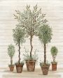 CIN2533 - Potted Tree Collection    - 12x16 Supply